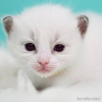 販売中の東京都のラグドール-119249の11枚目